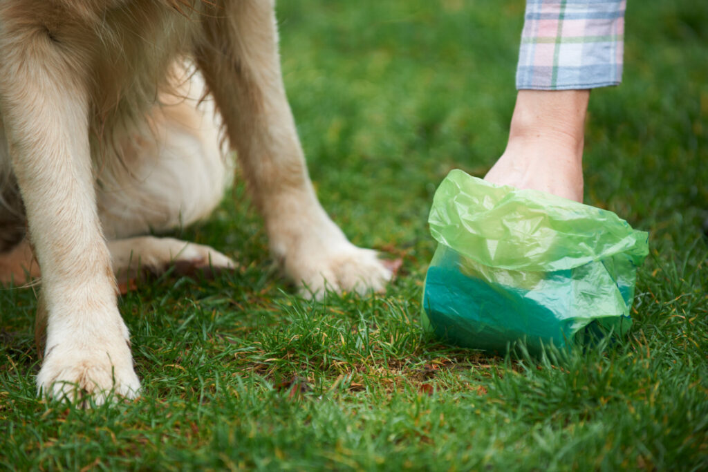 Dog Poop Removal Business